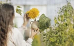 Pieza de cerámica gres con girasoles, materia fuego y permanencia — Moretto Cerámica