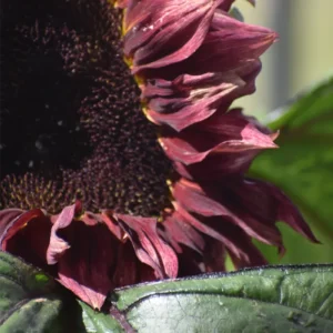 Semillas de Girasol